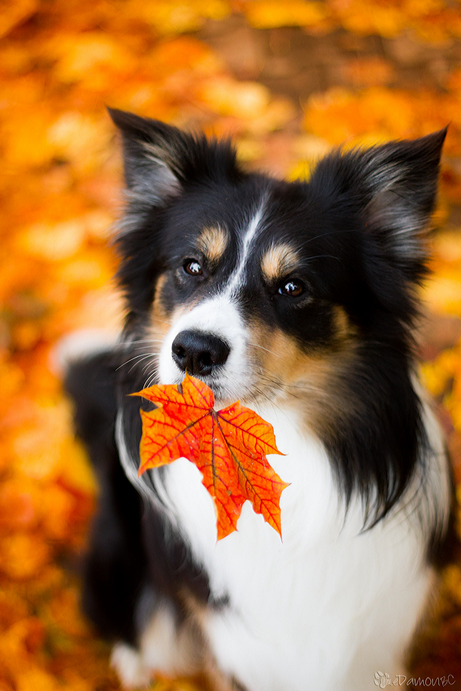 Leafdog