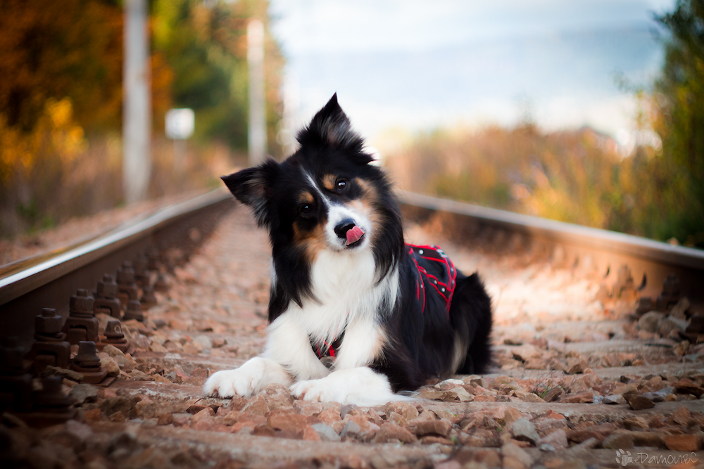 Railway dog