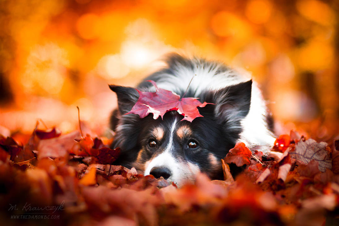 Autumn dog vol. 2 by TrablaMonRon Autumn dog vol. 2 by TrablaMonRon
