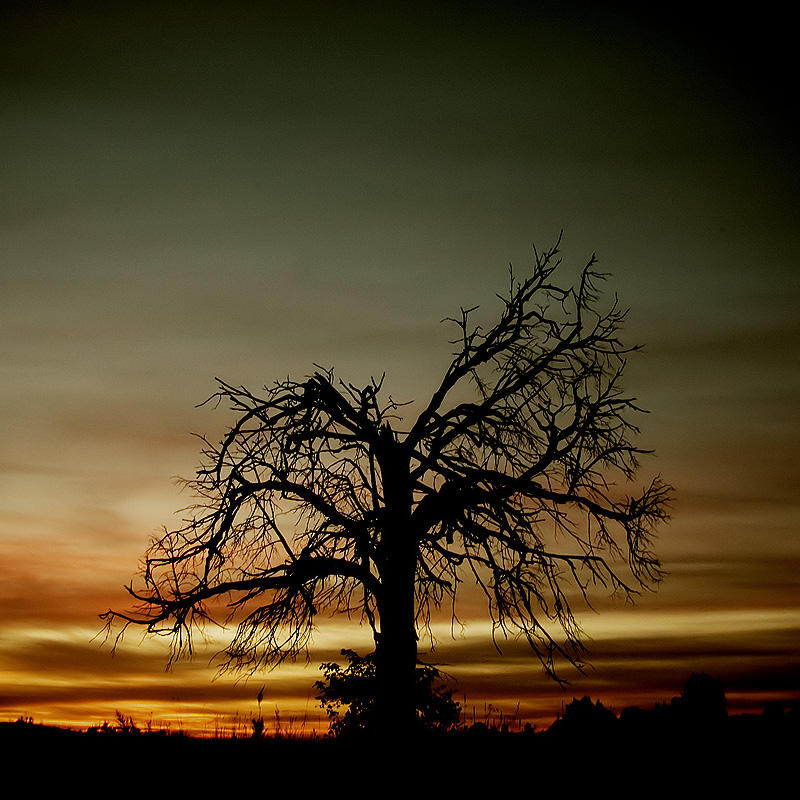 Black TREE by artgapan on DeviantArt