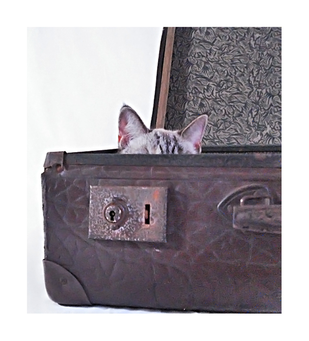 kitteh in a case