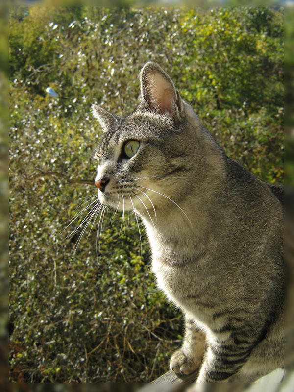Leto the cat 4 by Trenene on DeviantArt