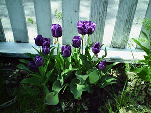 Purple Tulips and Fence