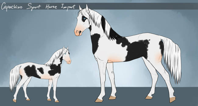 Capuchino Sport Horse - Import #25