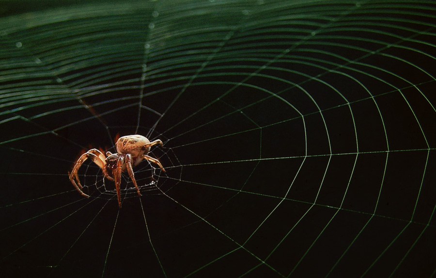 Spider at Night