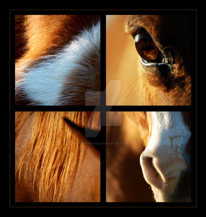 Chestnut Horse Collage