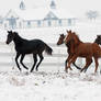 Winter Gallop