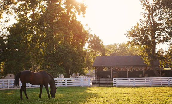 Cigar in his paddock