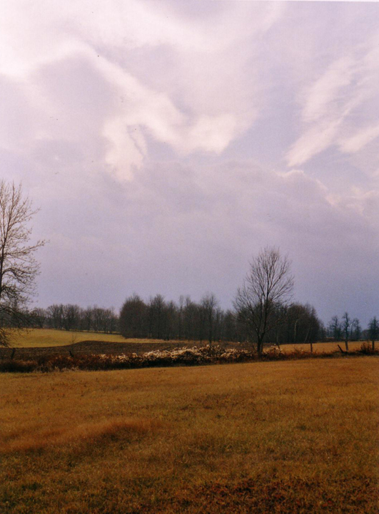 Fields of Gold