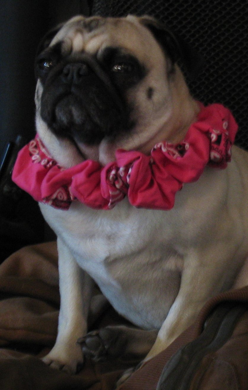 Jabba The Pug by Suki- on DeviantArt