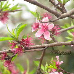 Peach flowers