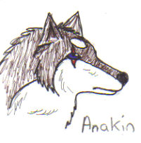 Anakin wolf by 1shewolf1