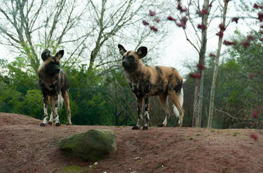 wild dogs