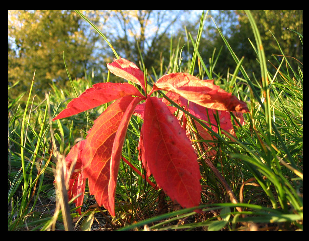 Illumatic little plant by Illumatic on DeviantArt
