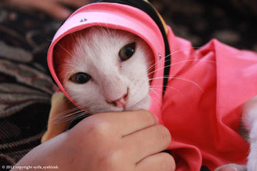 A cat wearing hijab