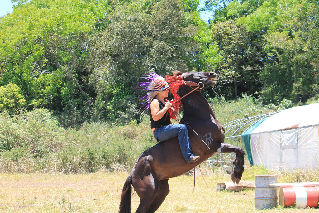 Brumby Rearing Wild Rearing Indian pony. by BrumbyHorseWarrior95 on DeviantArt