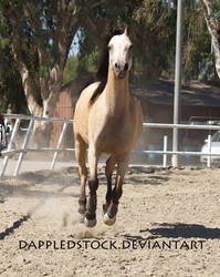 Buckskin Arabian 02