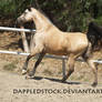 Buckskin Arabian 05