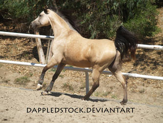 Buckskin Arabian 05