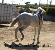 Andalusian 09