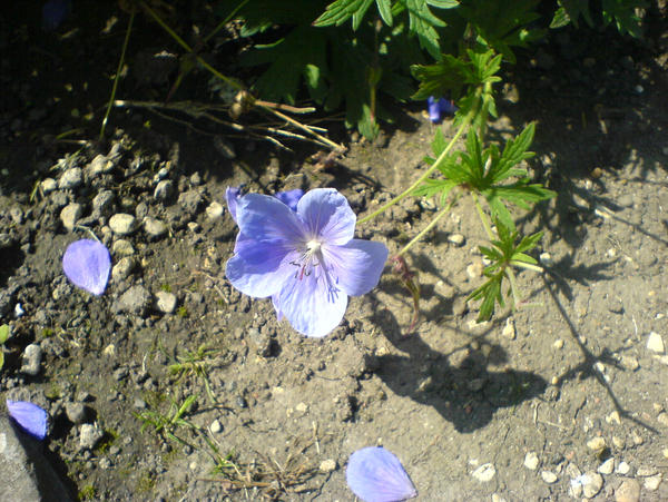 Stock: Blue Flower 2
