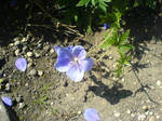 Stock: Blue Flower 2