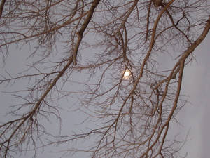 the moon through the tree