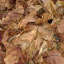 dead leaves