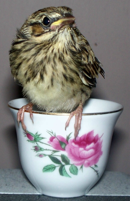 Bird  N  Cup 5