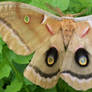 Buckeye Moth A.