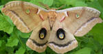 Buckeye Moth A. by Penny-Stock