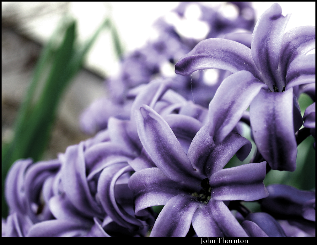 Even more Hyacinth