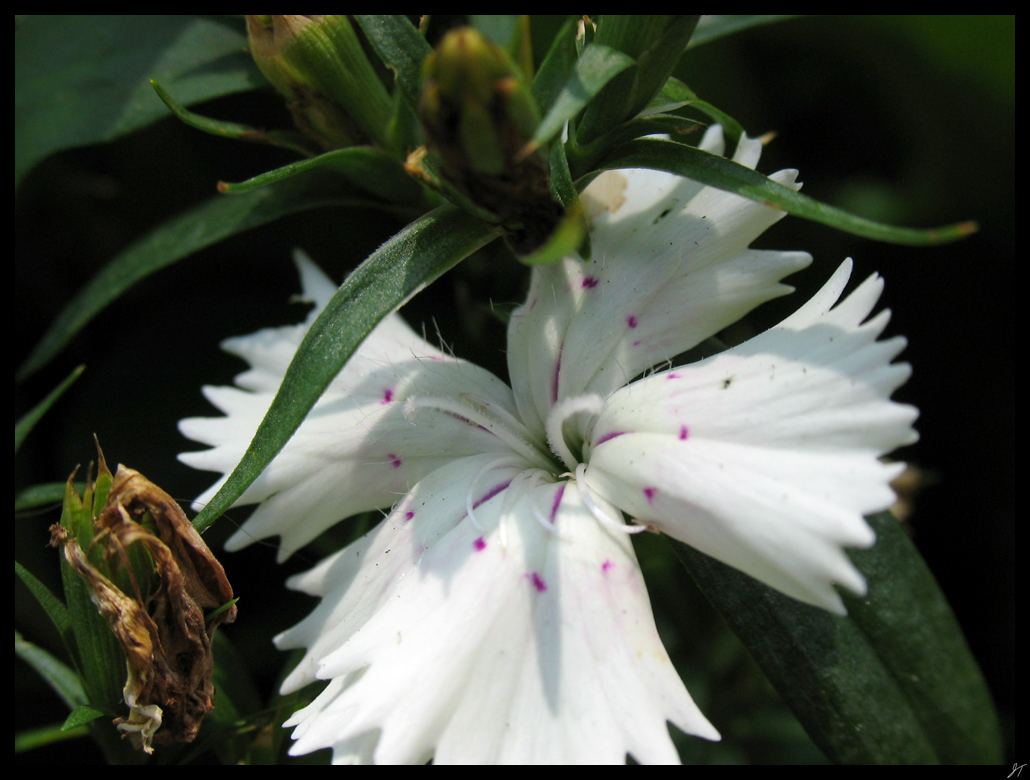 White Flower