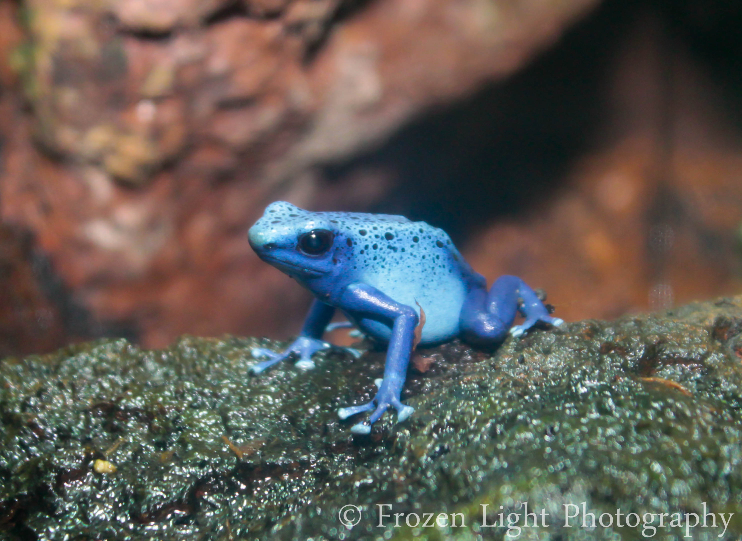 Blue Poison Dart Frog