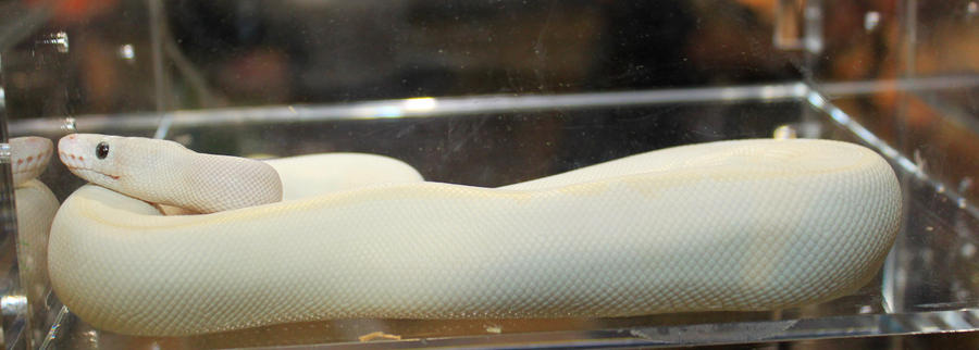 Python regius by heytherejustine on DeviantArt