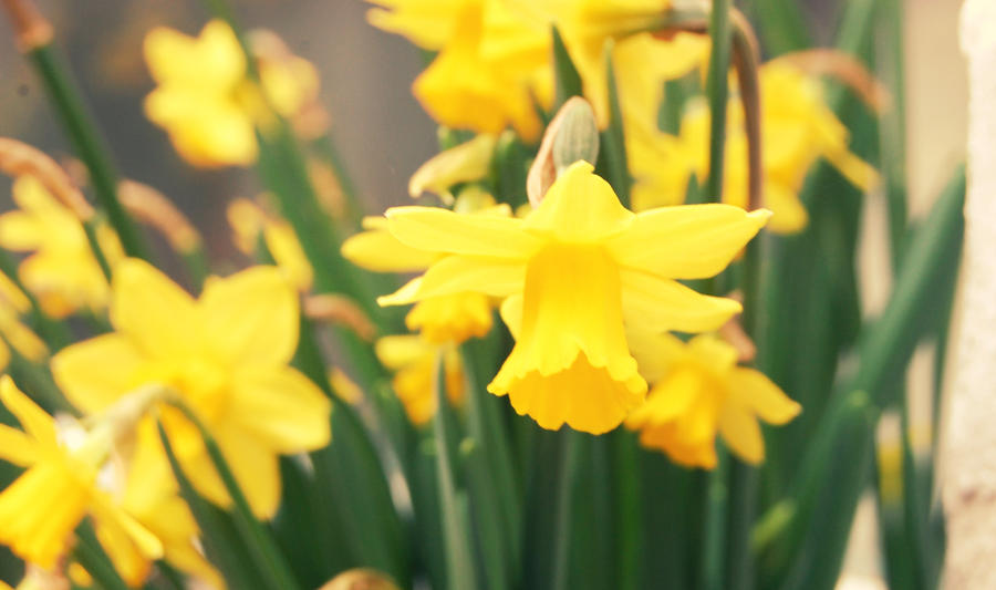 The Yellow of A Flower