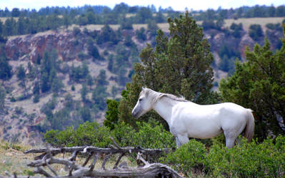 The White Horse