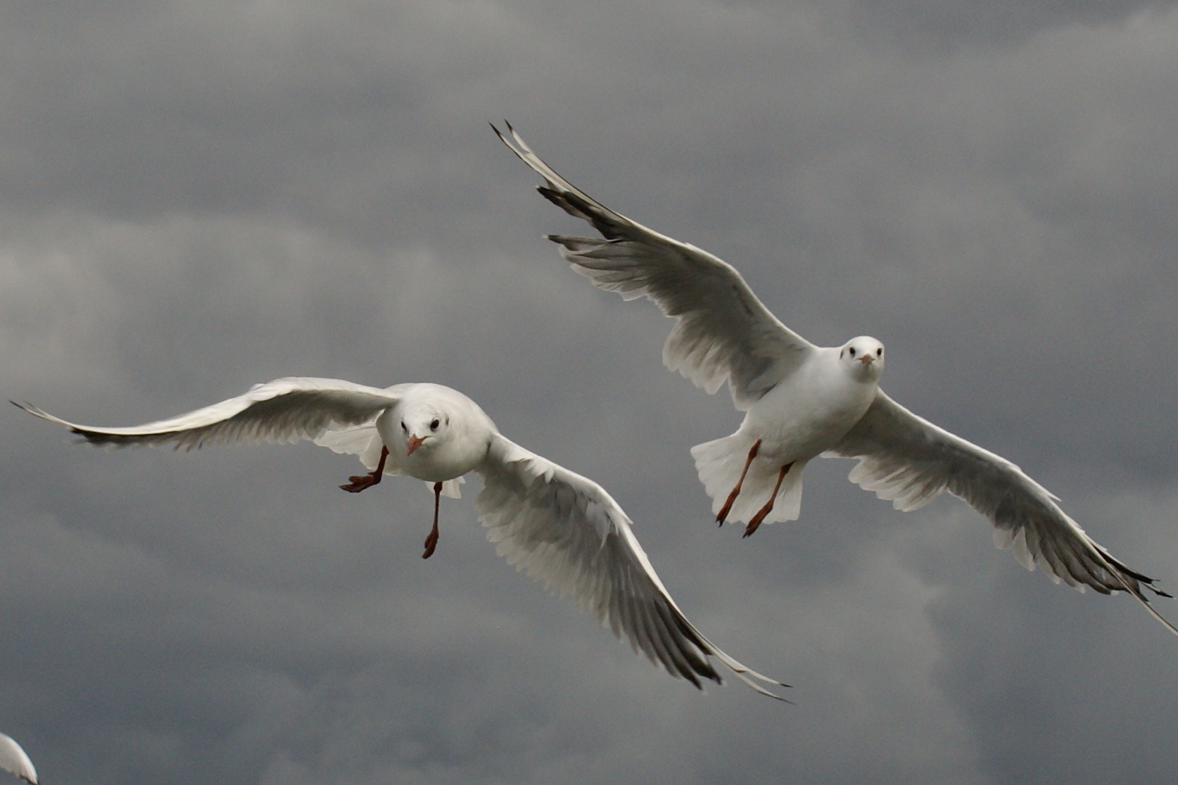 Seagulls of Sopot