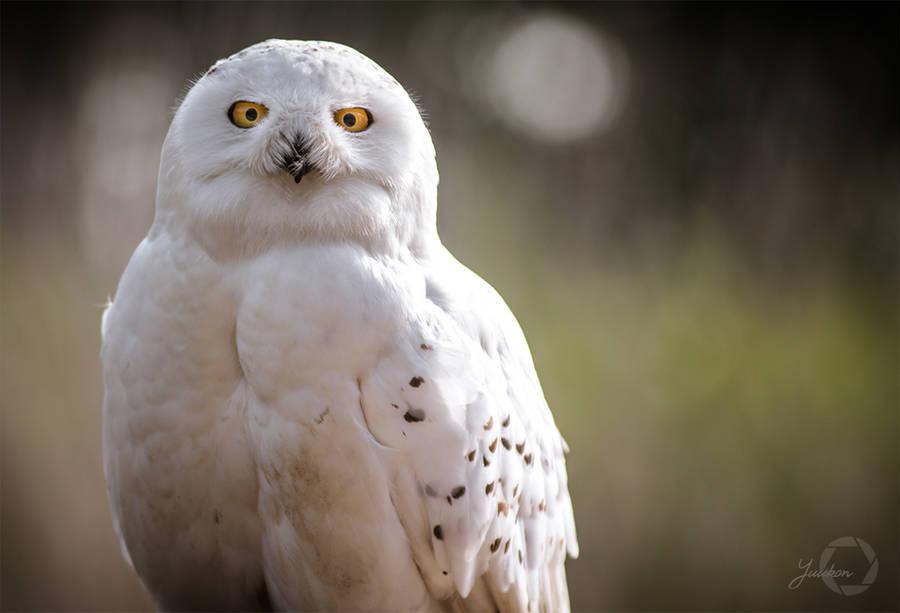 Snowy Owl - Bubo Scandiacus by Yuukon