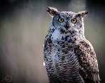 Great Horned Owl - Bubo Virginianus by Yuukon