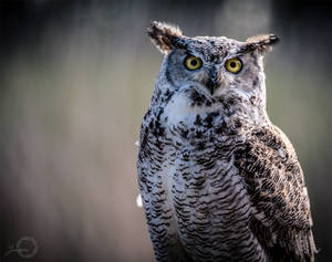 Great Horned Owl - Bubo Virginianus by Yuukon Great Horned Owl - Bubo Virginianus by Yuukon