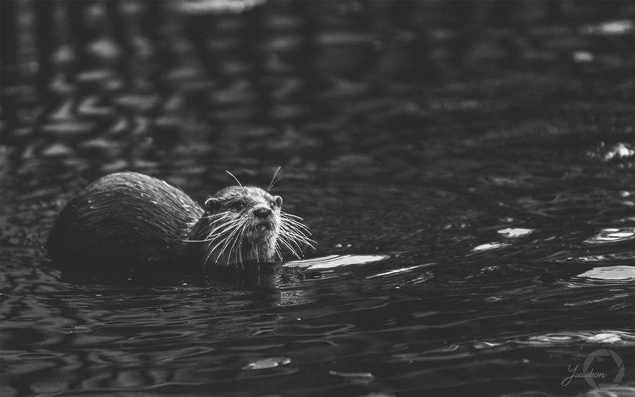Asian Small-Clawed Otter - Aonyx Cinerea by Yuukon Asian Small-Clawed Otter - Aonyx Cinerea by Yuukon