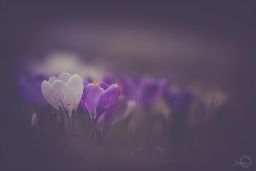 Flowers in the Morning by Yuukon Flowers in the Morning by Yuukon