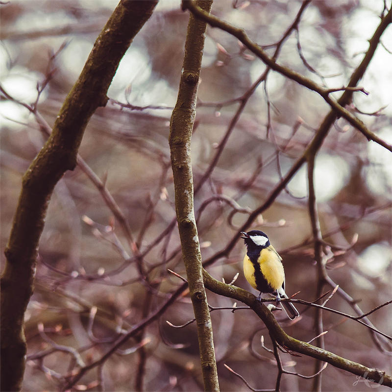 Great Tit - Parus Major by Yuukon Great Tit - Parus Major by Yuukon