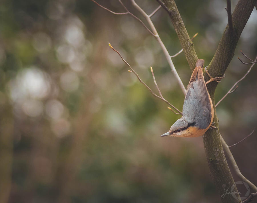 Eurasian Nuthatch - Sitta Europaea by Yuukon Eurasian Nuthatch - Sitta Europaea by Yuukon