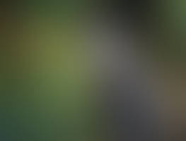 Asian Small-Clawed Otter - Aonyx Cinerea