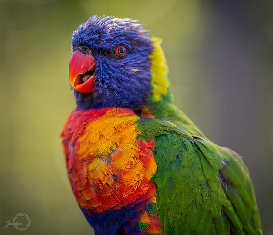 Rainbow Lorikeet - Trichoglossus Moluccanus by Yuukon