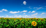 Sunflower field by mxmbulat