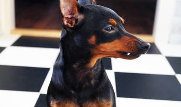 The vampire-pinscher