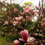 Flower Forest